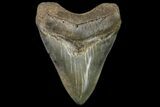 Serrated, Fossil Megalodon Tooth - Georgia #142359-2